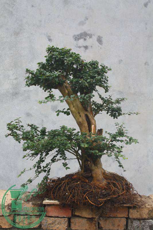 Ƭ20131026ۺ 3011.jpg