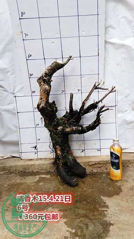 psb (18).jpg