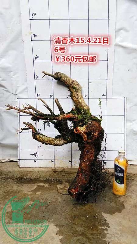 psb (19).jpg