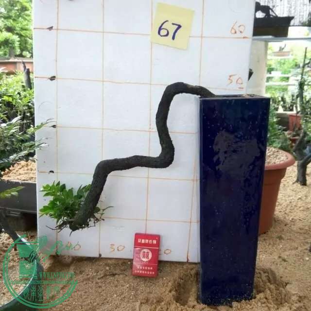 psb (1).jpg