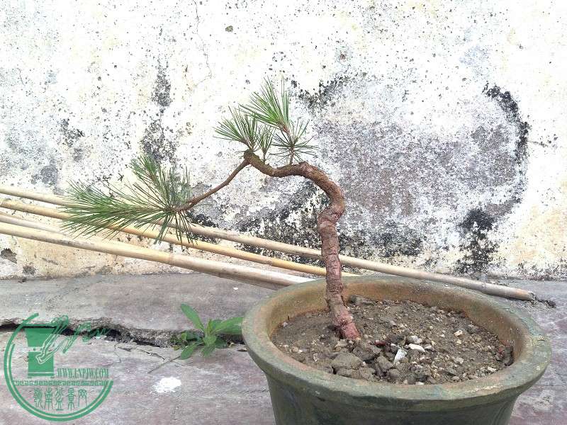 2015-04-22_12-28-17_386_www.moumu.com.jpg