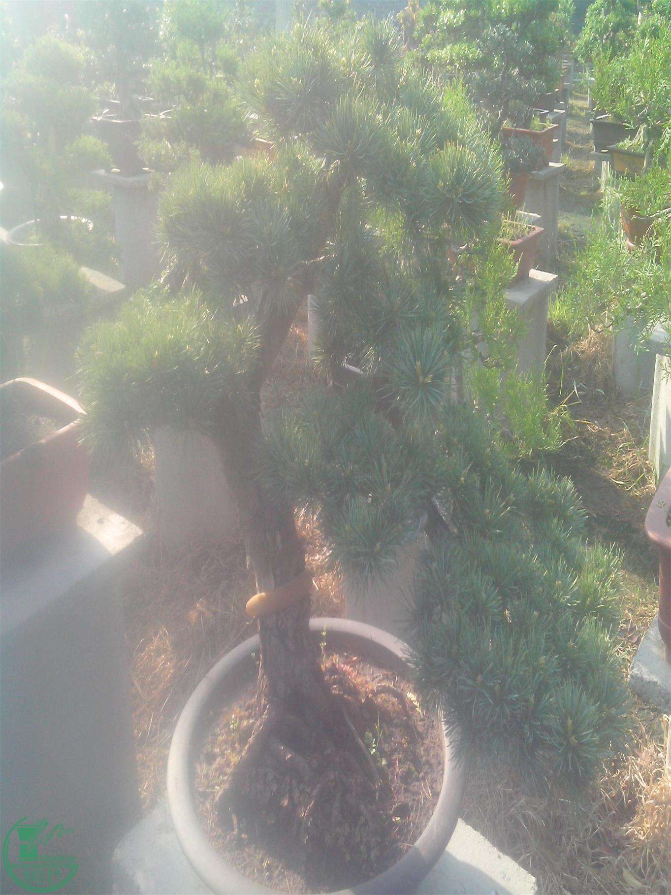 IMG20150421008.jpg