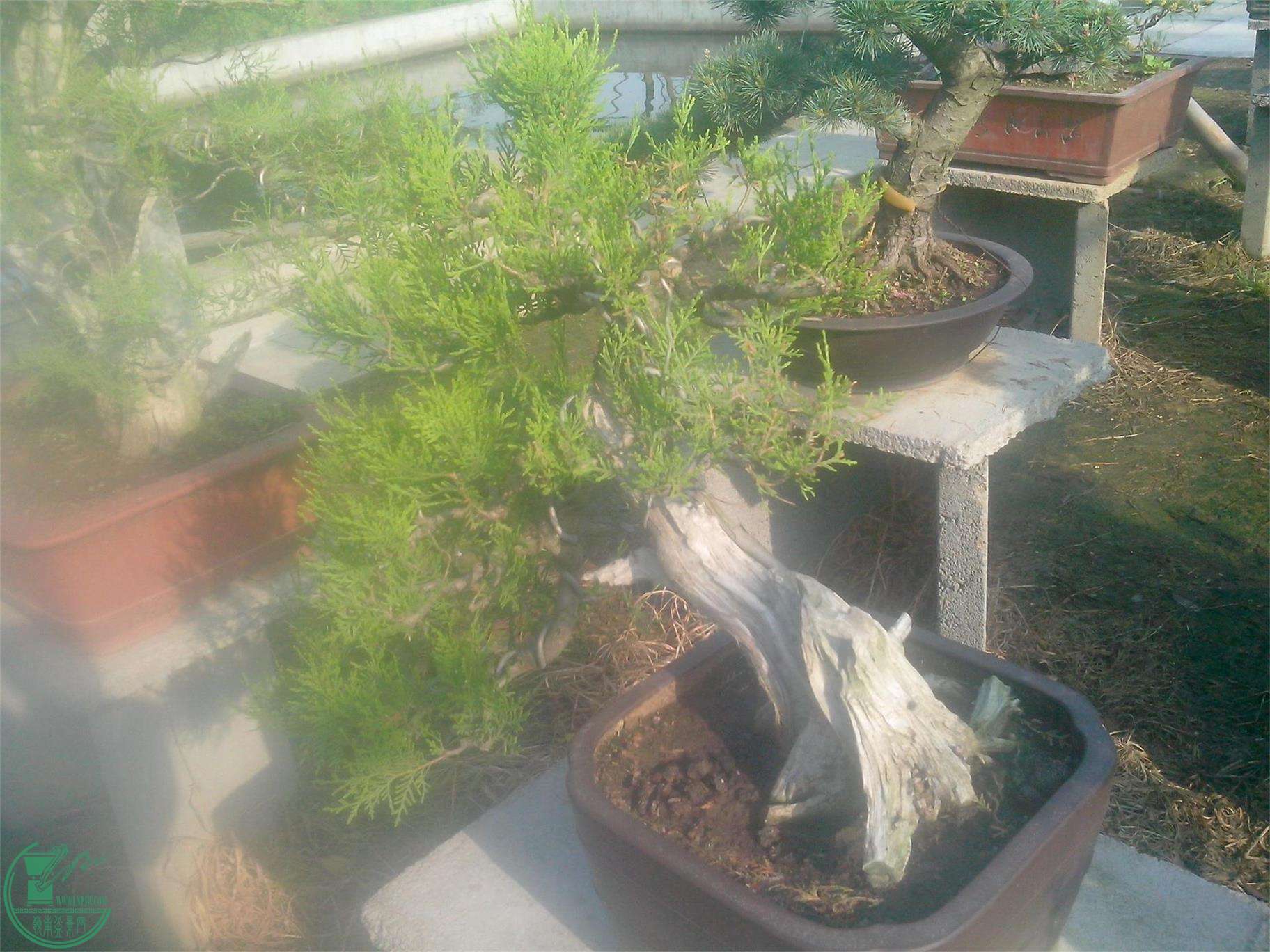 IMG20150421010.jpg