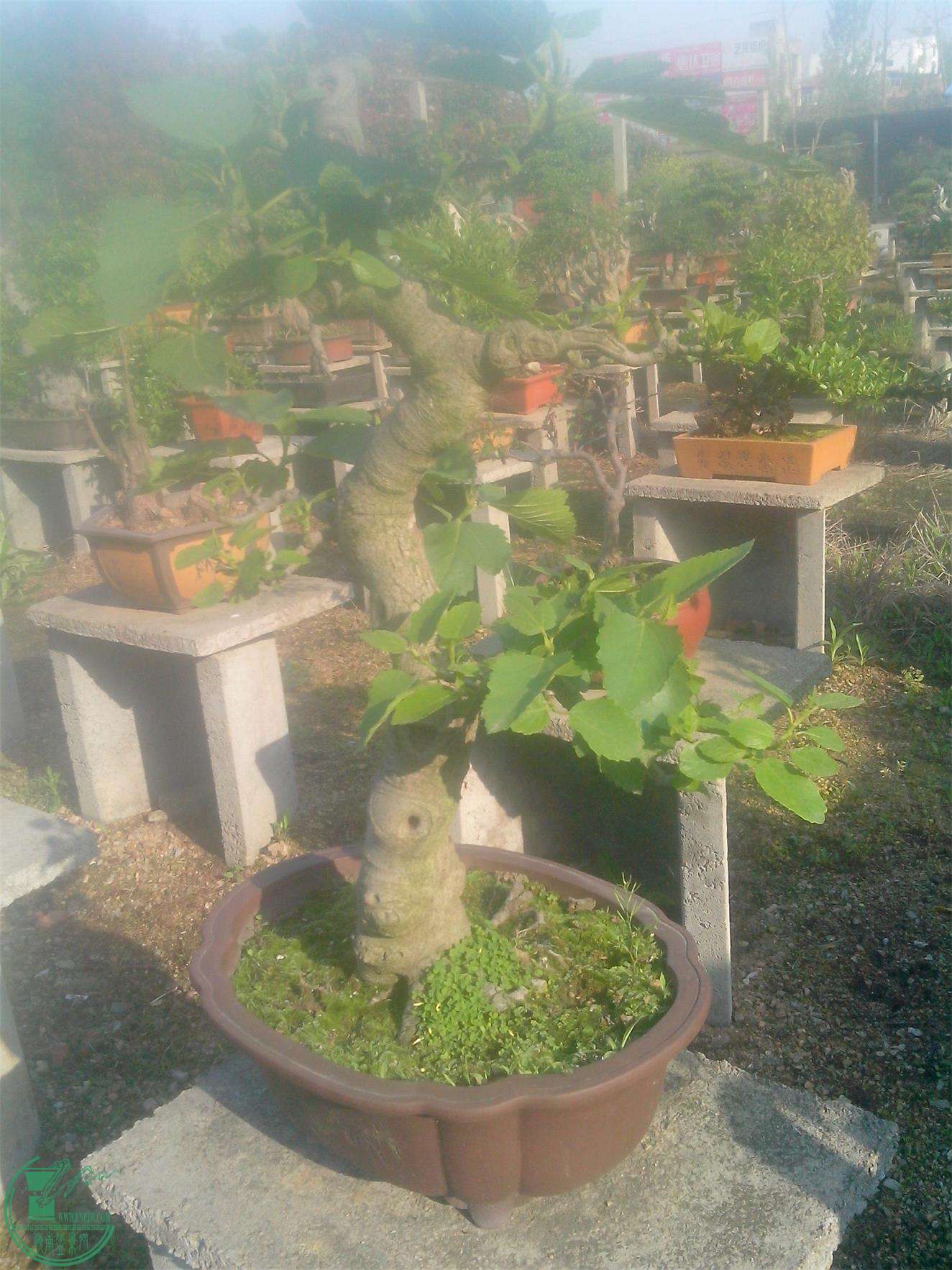 IMG20150421022.jpg