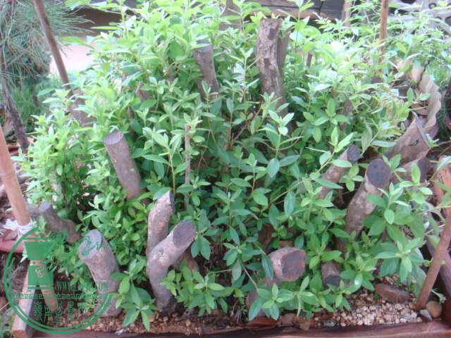 DSC03135.JPG