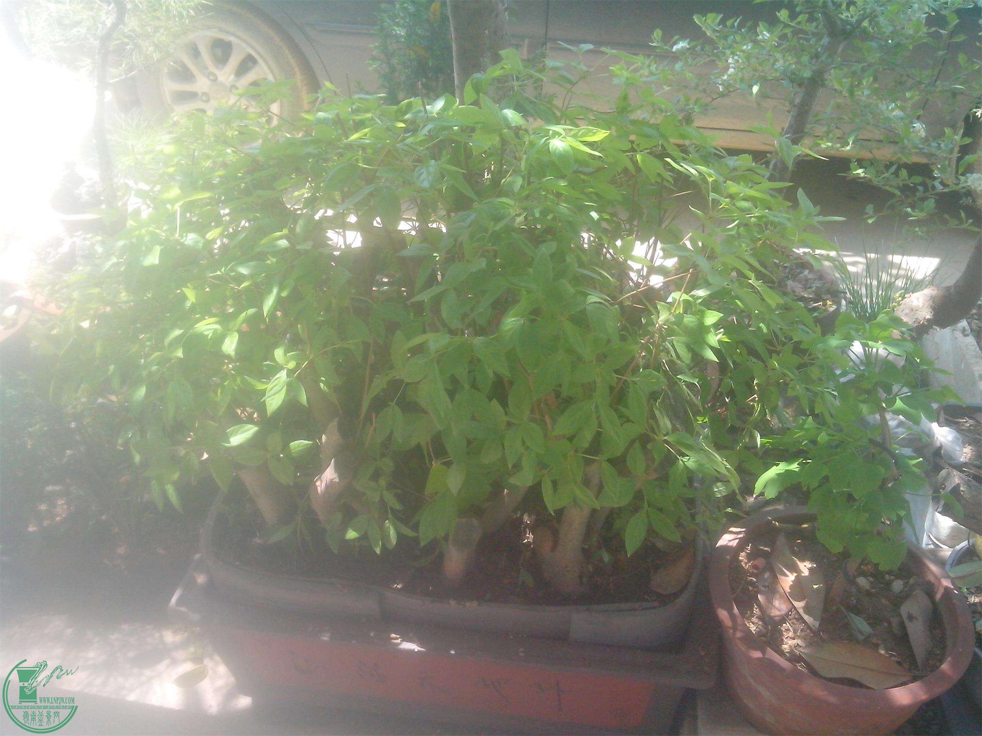 IMG20150422003.jpg