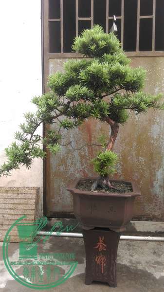 IMAG0321.jpg