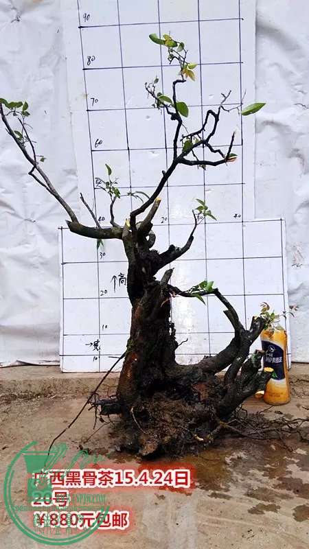psb (45).jpg