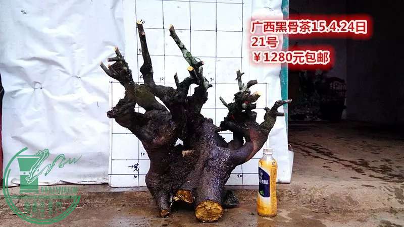 psb (50).jpg