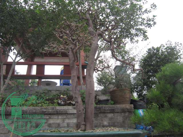  261.jpg