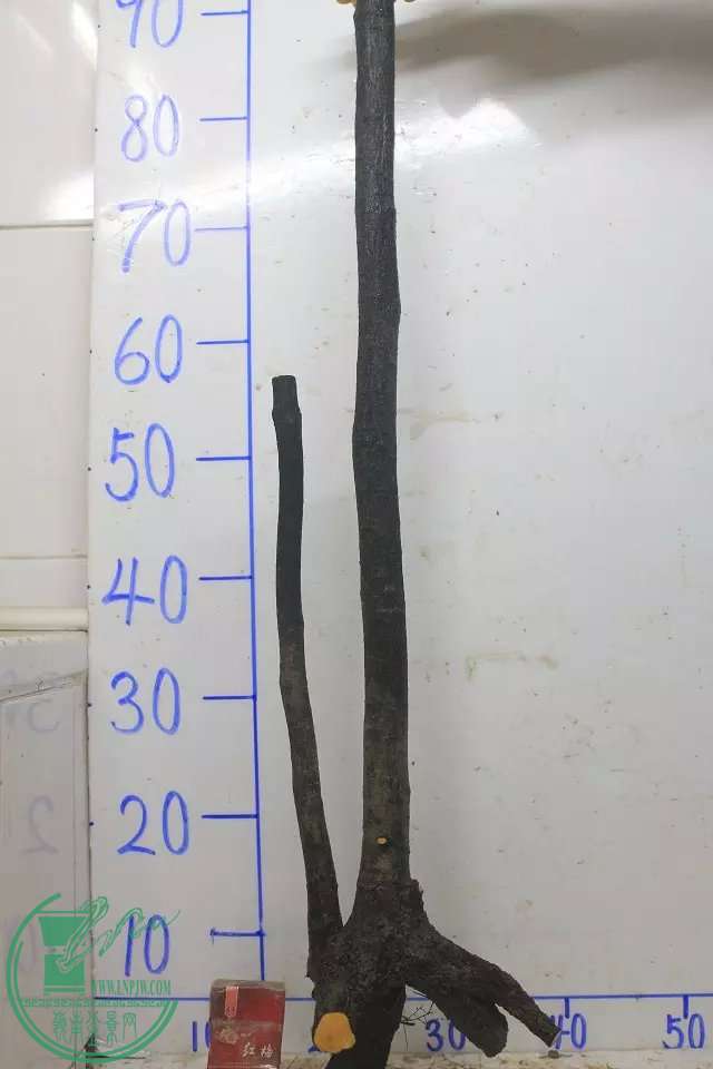 psb (9).jpg