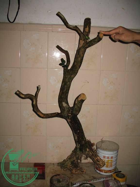 064.JPG