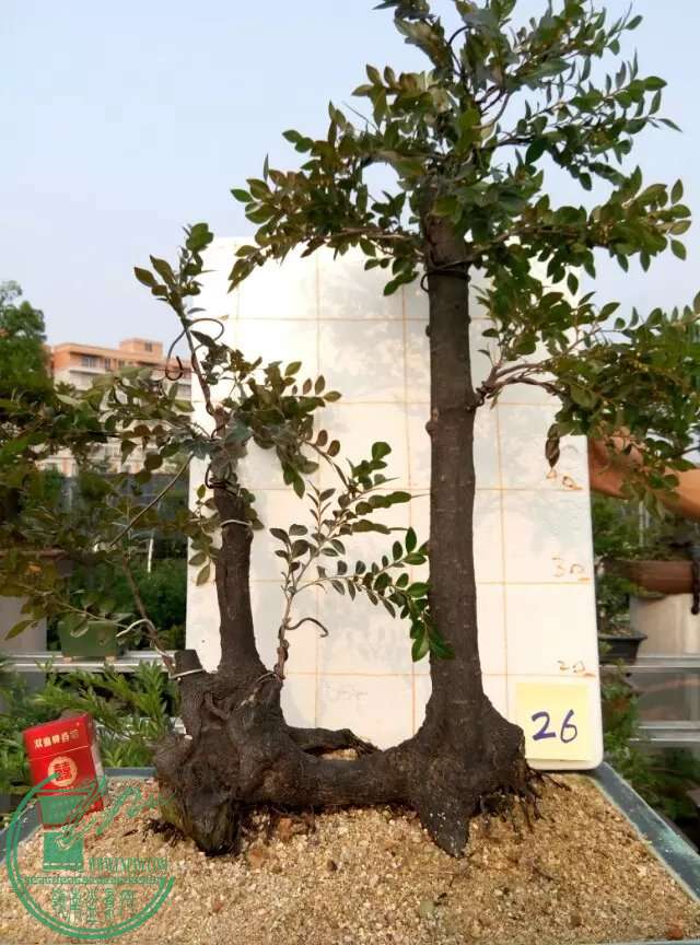 psb (42)2850.jpg