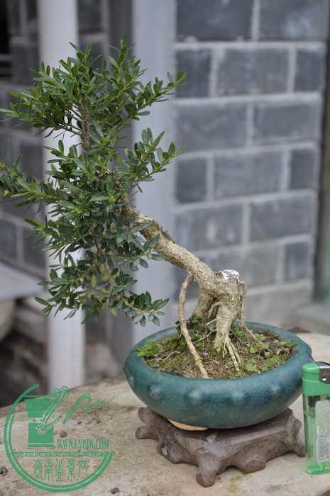 _DSC0196_С.jpg