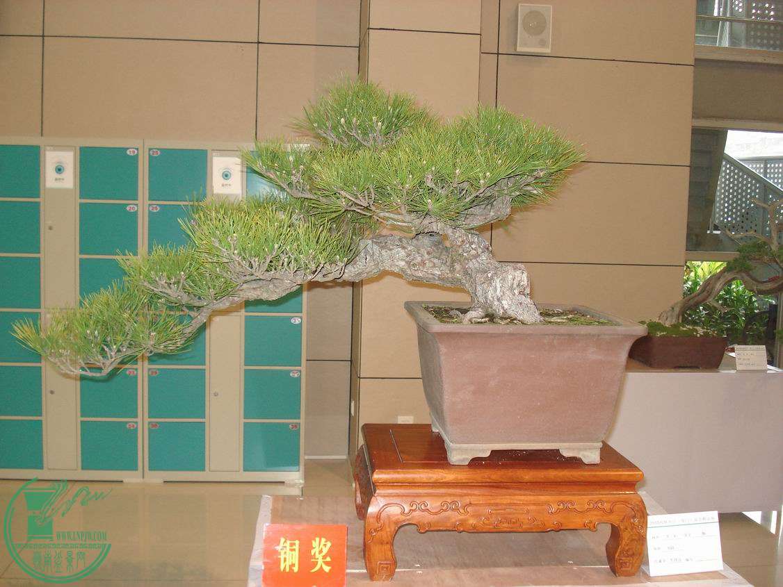 С DSC00303.JPG