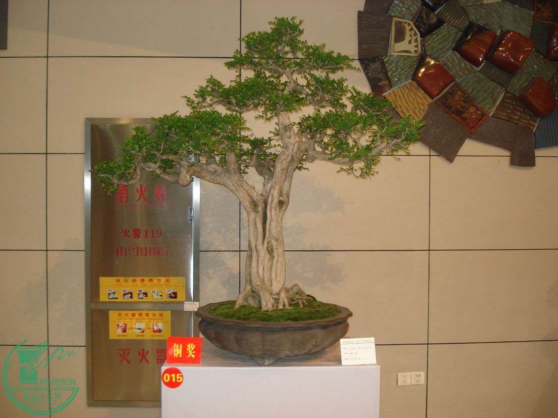 С DSC00305.JPG