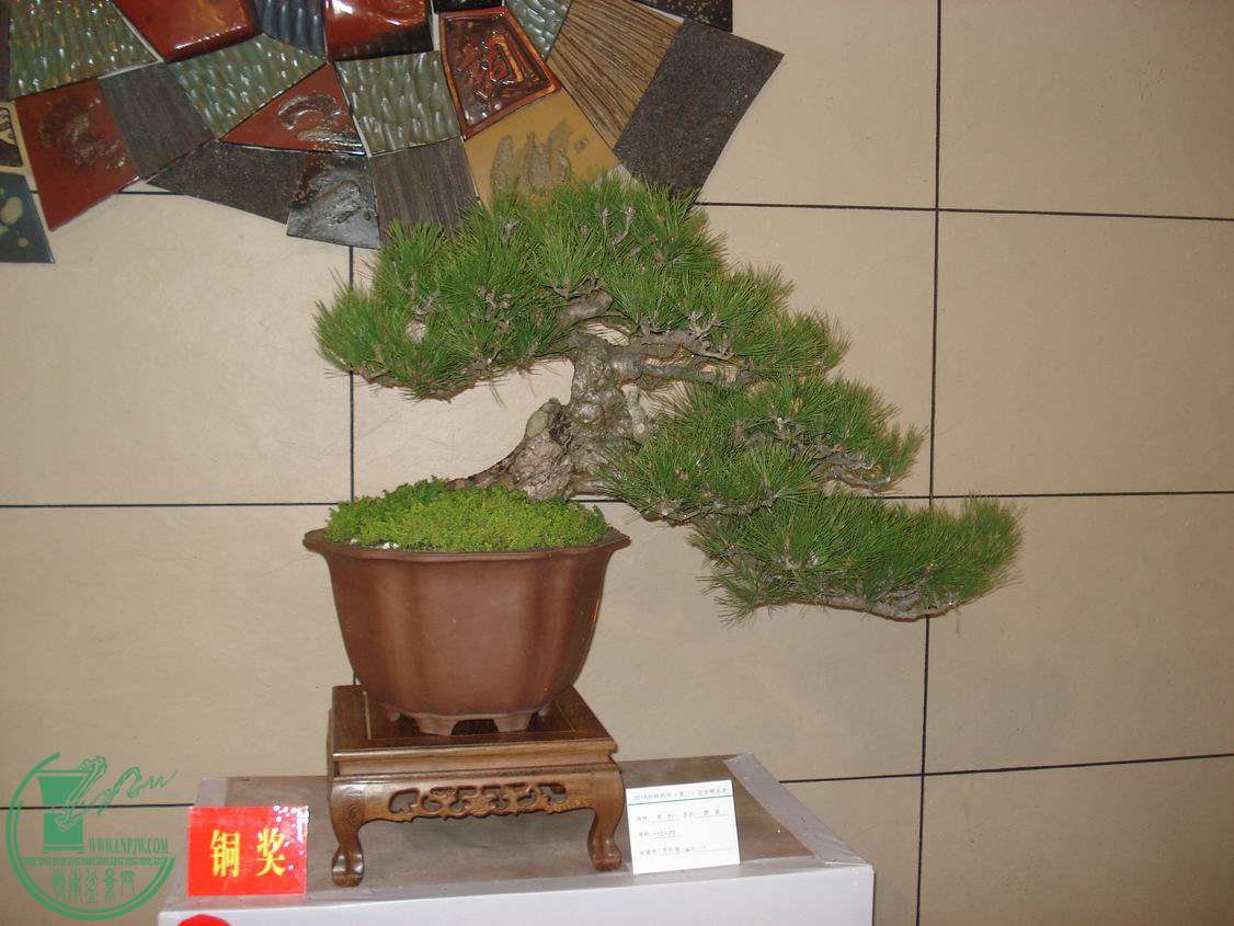 С DSC00308.JPG