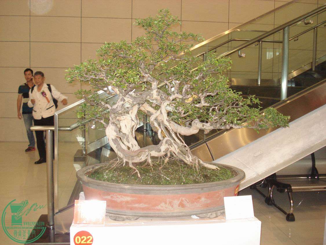 С DSC00310.JPG