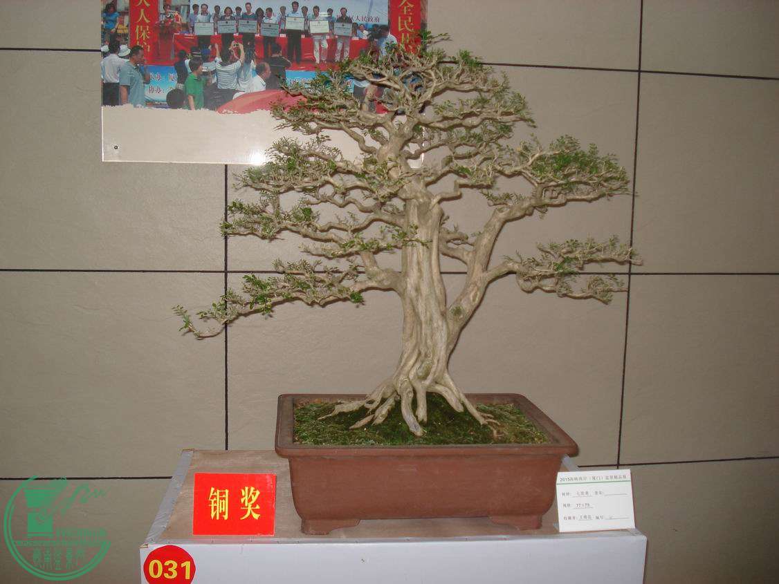 С DSC00315.JPG