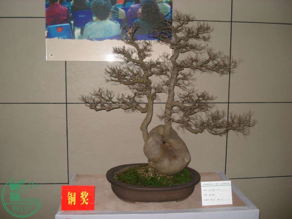 С DSC00317.JPG