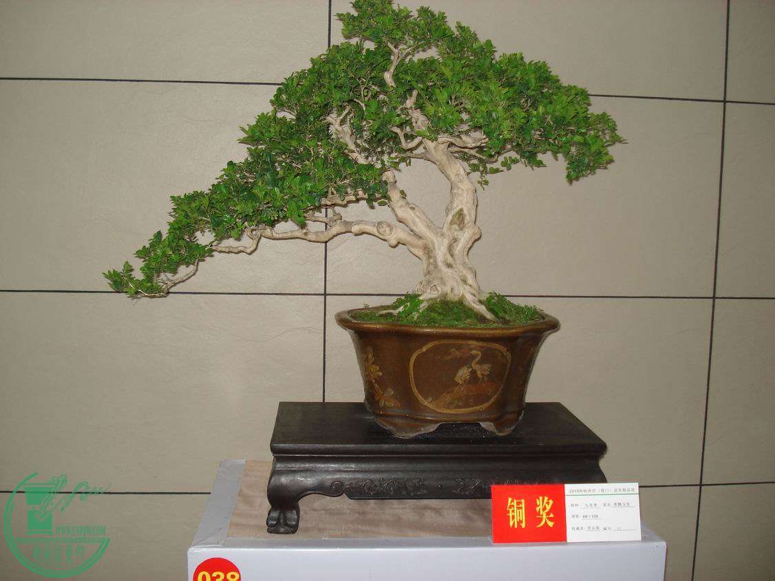 С DSC00319.JPG