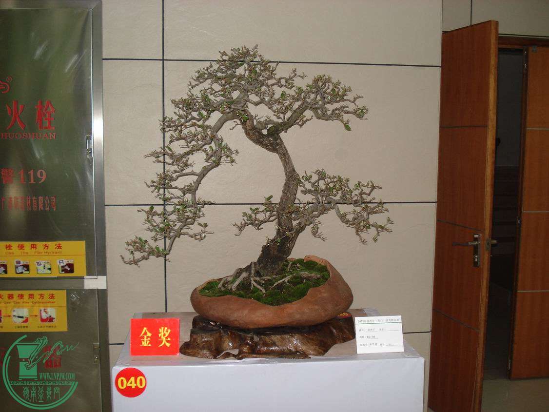 С DSC00320.JPG