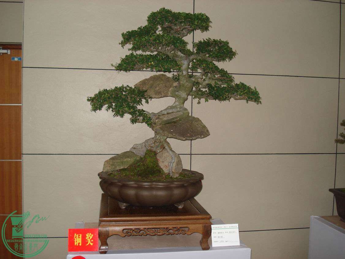 С DSC00322.JPG