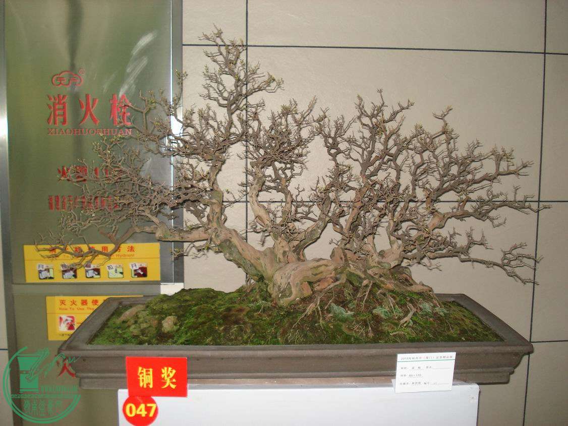 С DSC00325.JPG