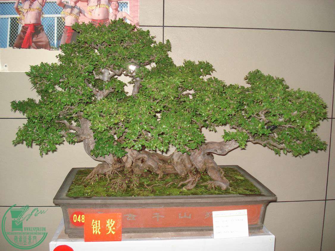 С DSC00326.JPG