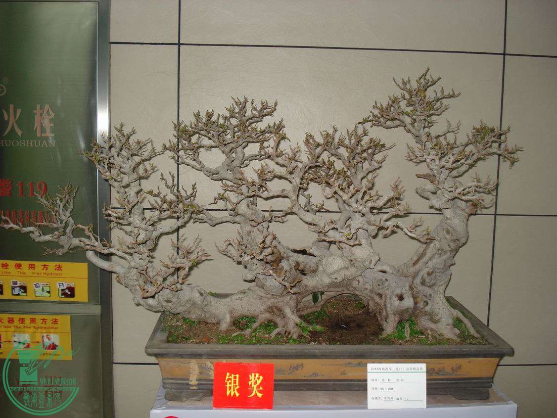 С DSC00328.JPG