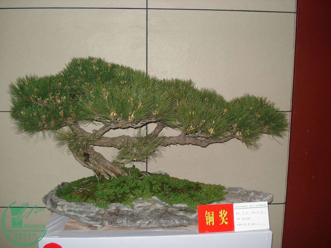 С DSC00329.JPG