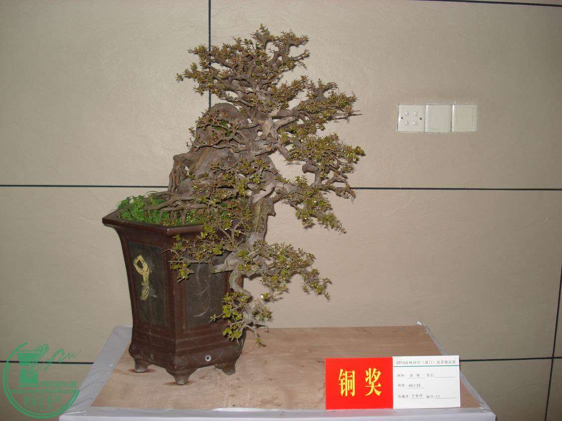 С DSC00330.JPG