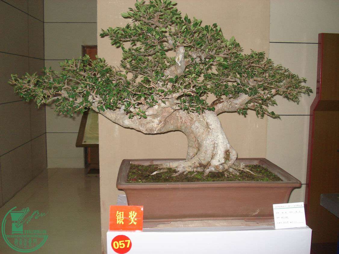 С DSC00331.JPG