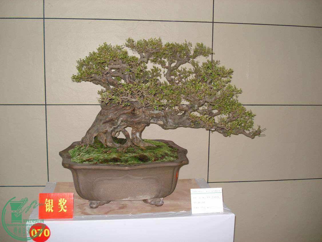 С DSC00332.JPG