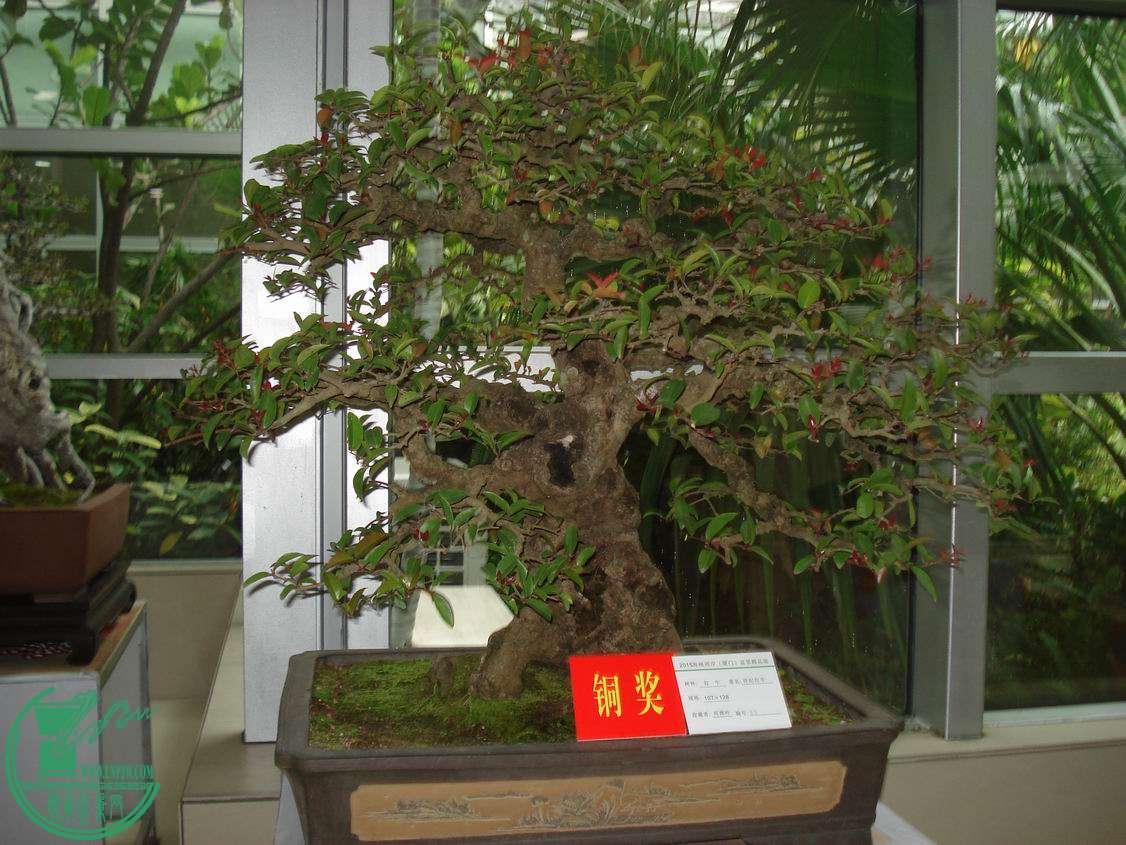 С DSC00369.JPG