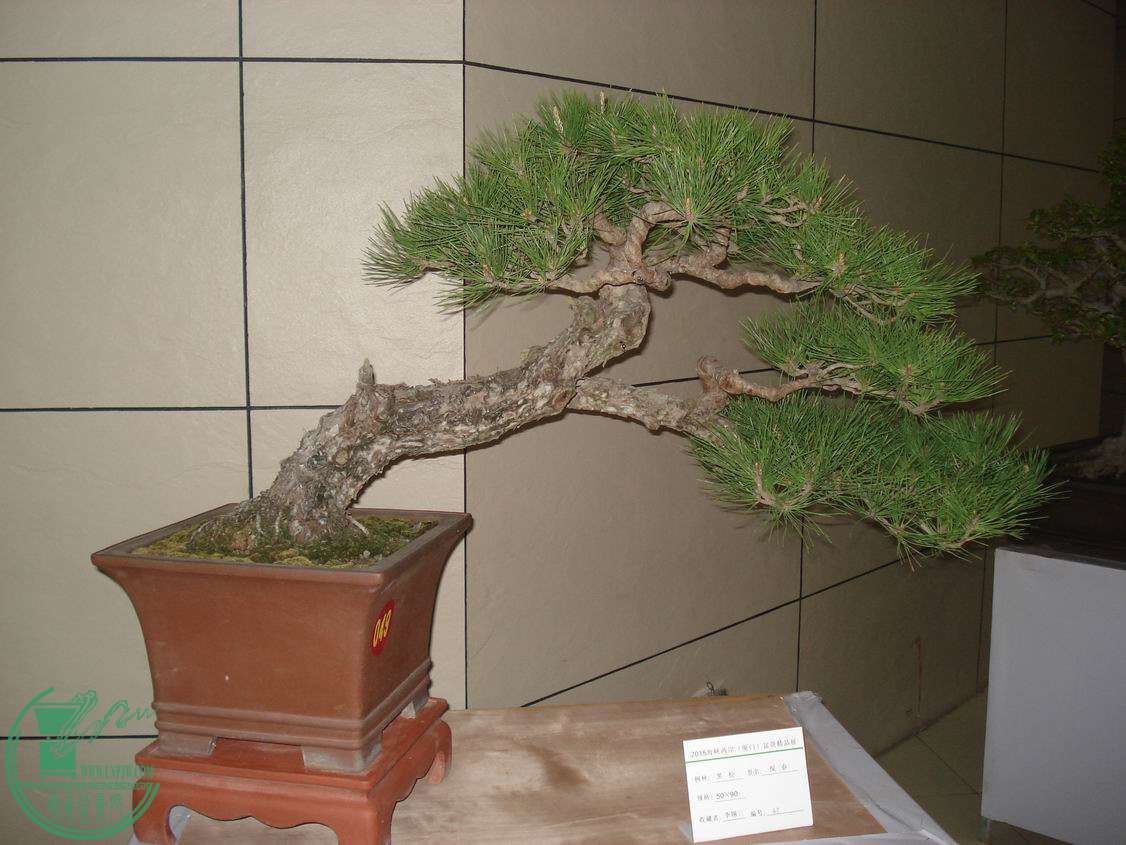 С DSC00390.JPG