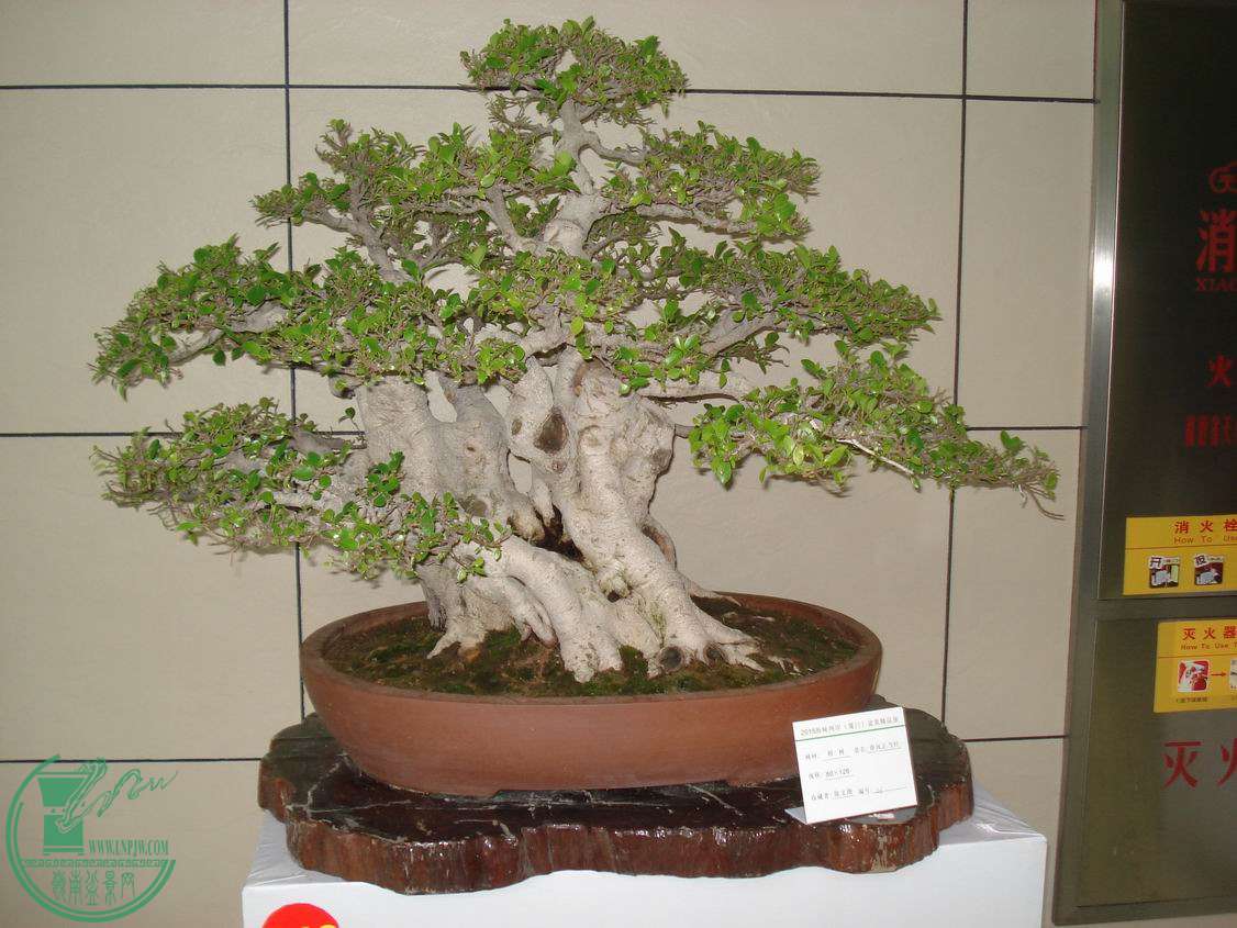 С DSC00392.JPG