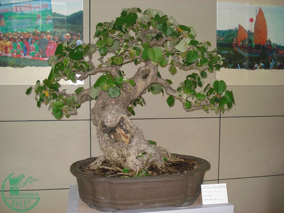 С DSC00395.JPG
