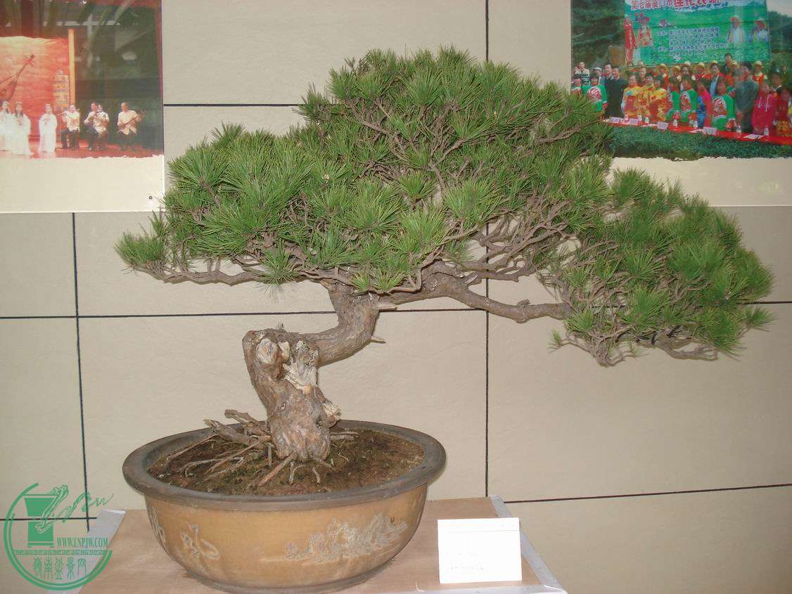 С DSC00396.JPG