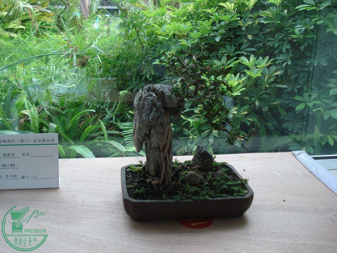 С DSC00398.JPG