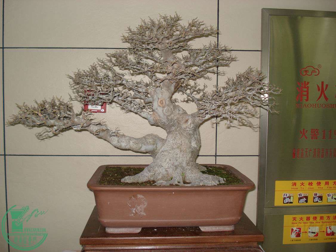 С DSC00401.JPG