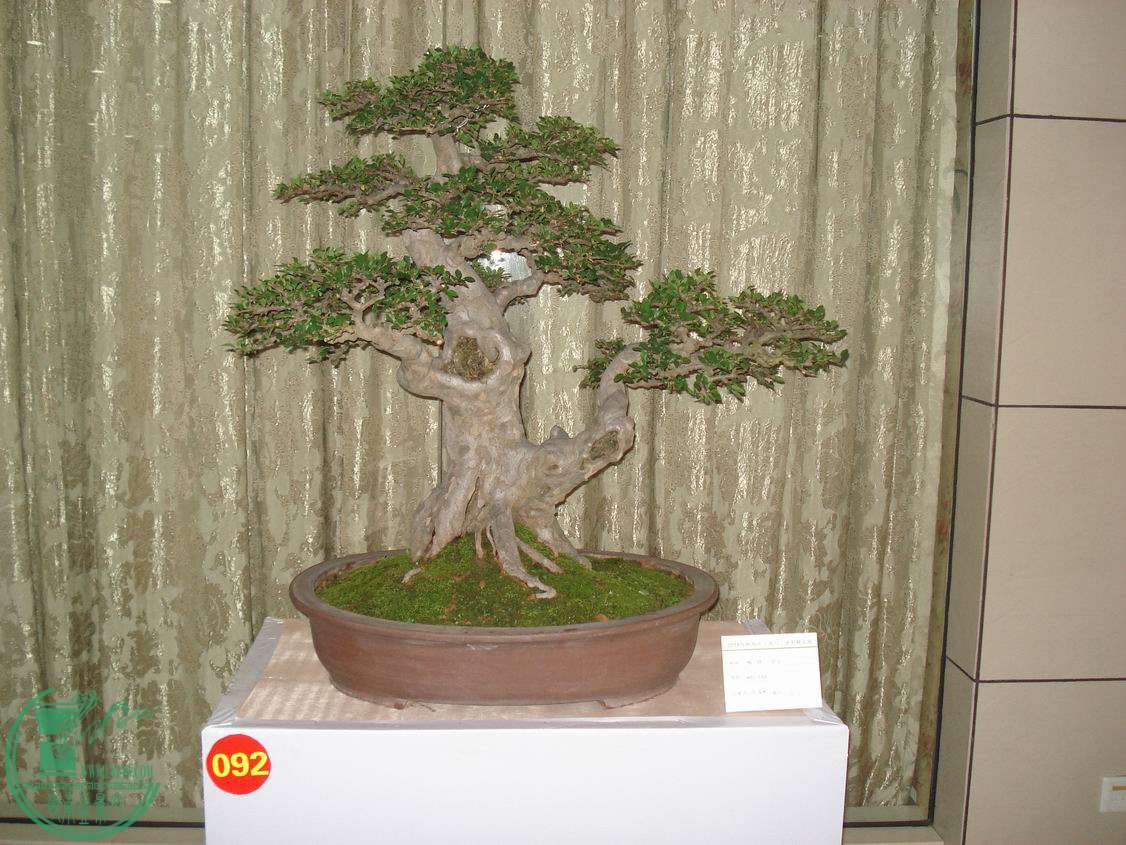 С DSC00418.JPG