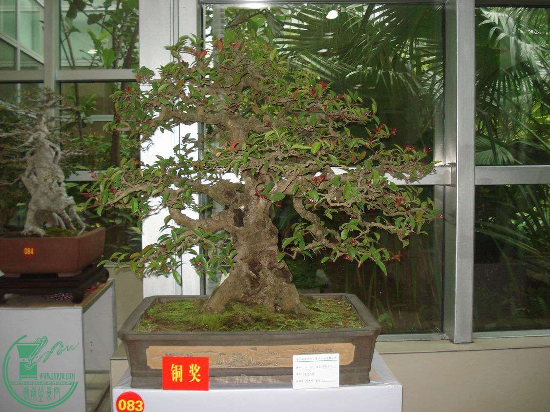С DSC00342.JPG