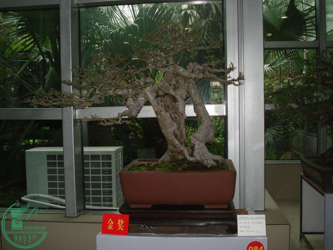 С DSC00344.JPG