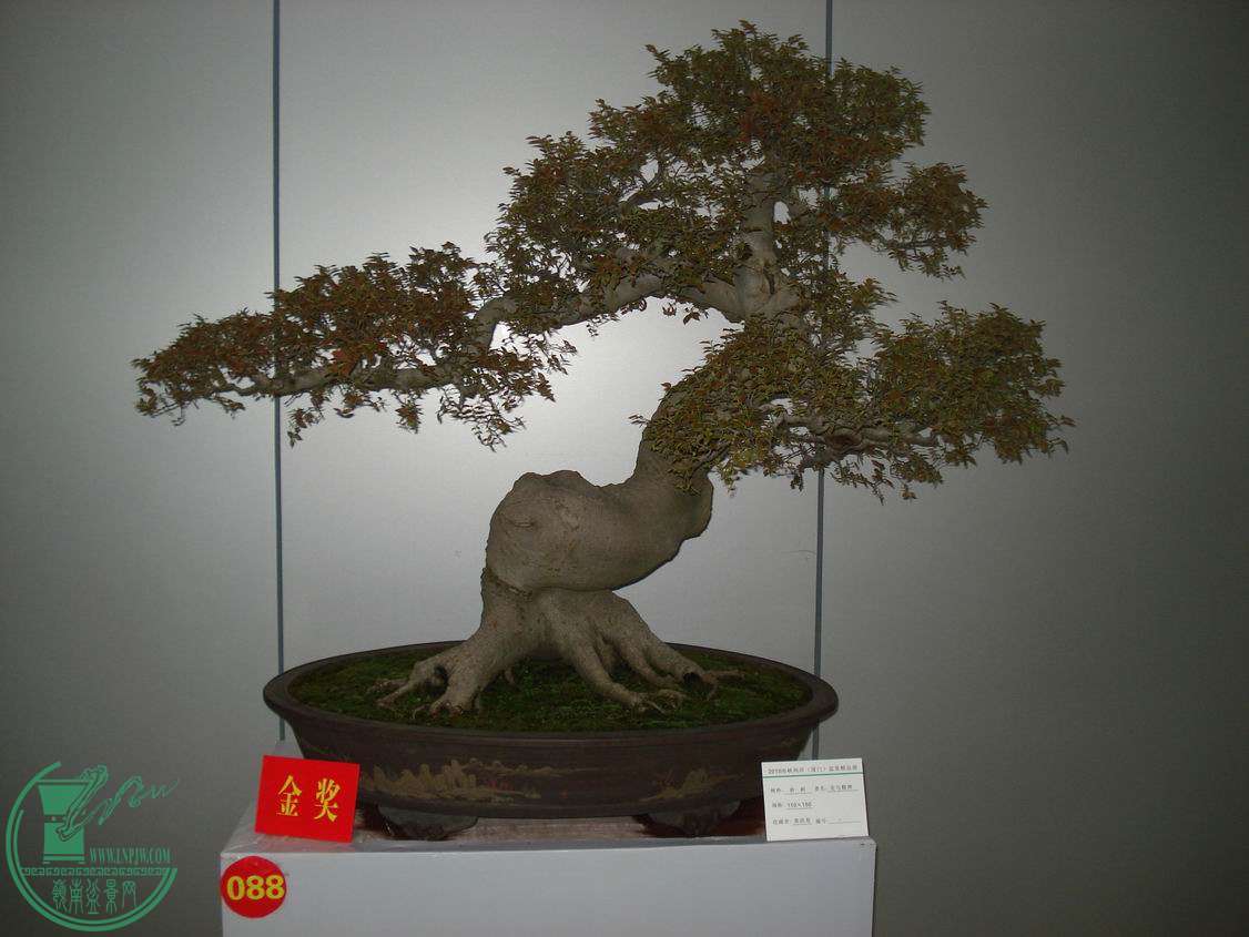 С DSC00350.JPG