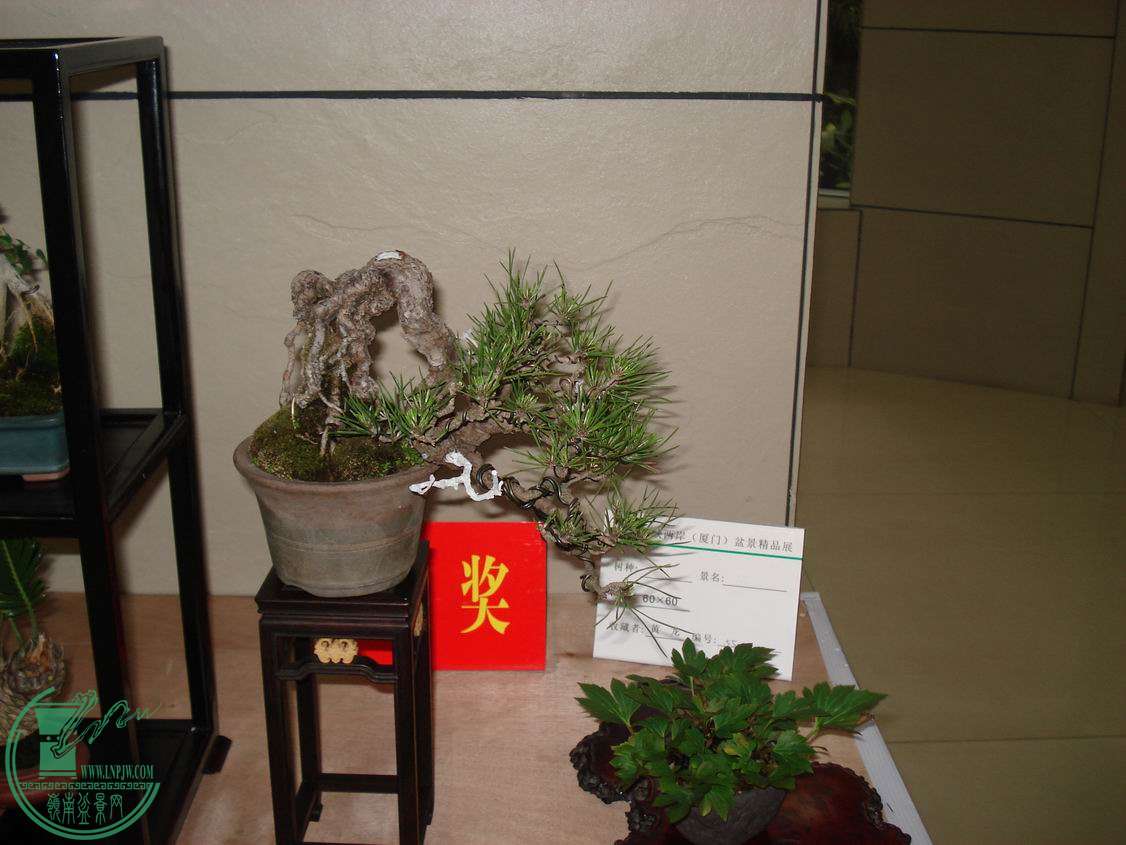 С DSC00352.JPG
