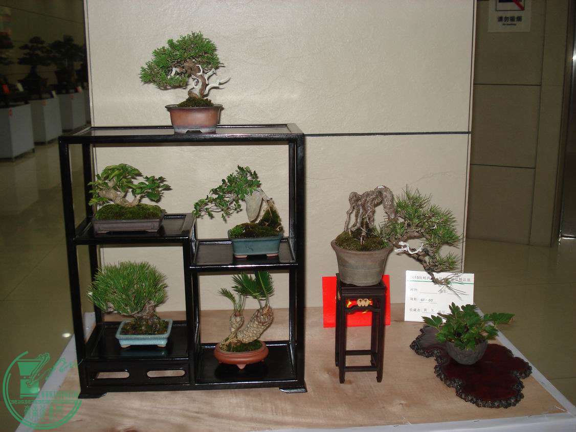 С DSC00356.JPG