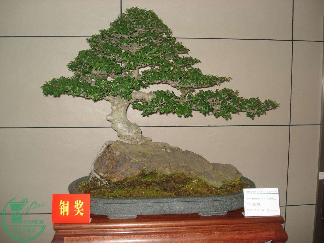 С DSC00335.JPG