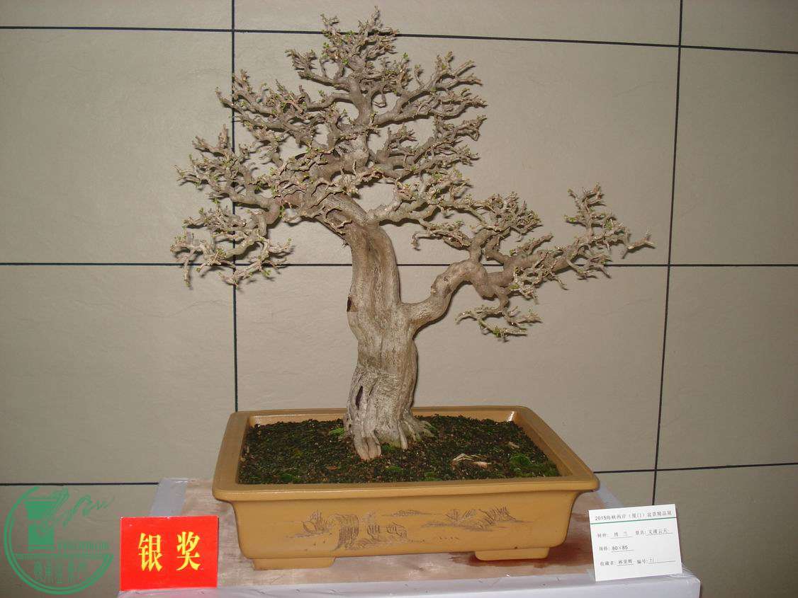 С DSC00336.JPG