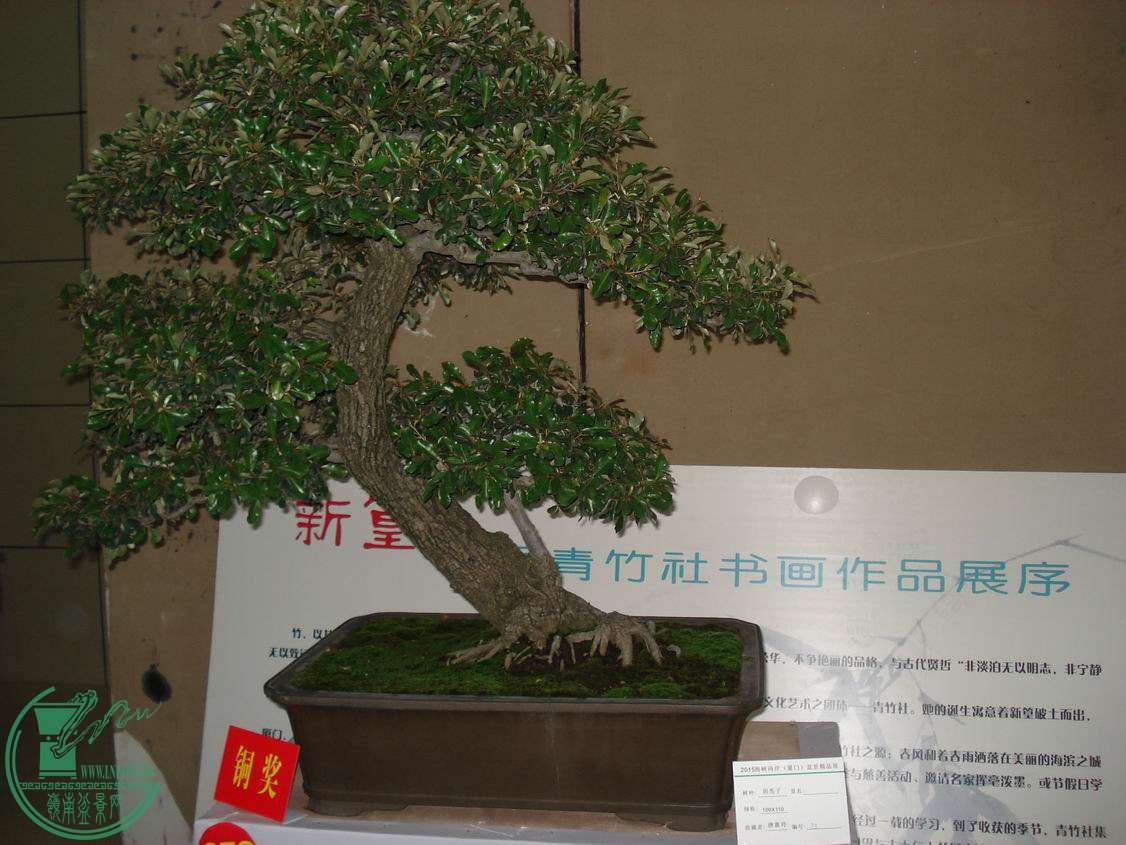 С DSC00338.JPG